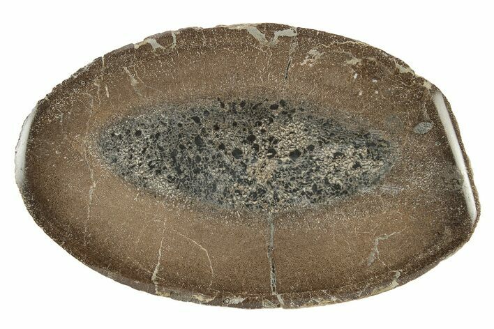 Polished Pliosaur (Stretosaurus) Limb Bone - England #243485